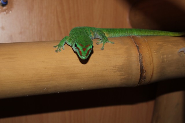 Pärchen Phelsuma mad. grandis (Großer Madagaskar Taggecko) wegen Hobbyaufgabe  - Gecko - Ottenhofen