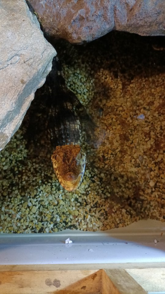 0.1 Paleosuchus palpebrosus - Kaiman - Unna