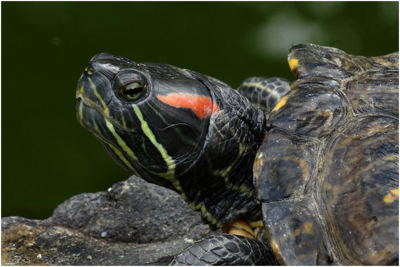 Biete weibliche Rotwangen-Schmuckschildkröte(n), Trachemys scripta elegans - Schildkroeten - Butzbach