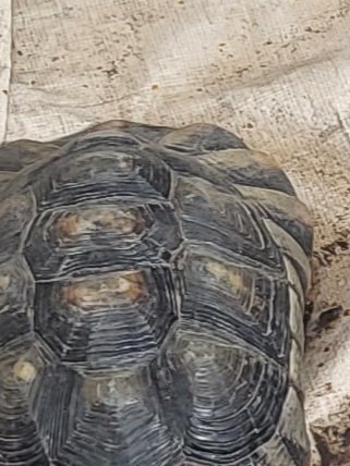 8 Landschildkröten abzugeben - Schildkroeten - Mülheim