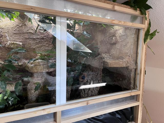 2 Kornnattern inklusive Terra gegen Schutzgebühr abzugeben - Schlangen Natter - Büttelborn