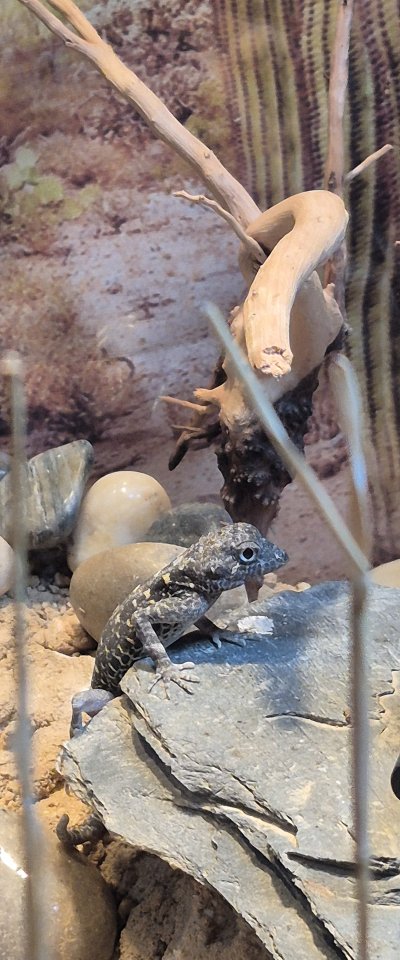 Wunderschöne Skorpionschwanzgecko-Dame abzugeben - Gecko - Solingen