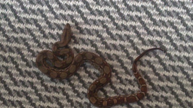 Boa Constrictor Imperator (Crawl-Cay) - Schlangen Boa - Eicklingen