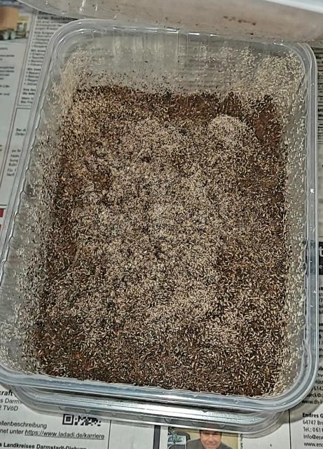 Drosophila, Springschwänze, Blattläuse, Asseln  - Futtertiere - Griesheim 