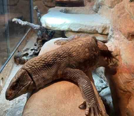 Steppenwaran varanus exanthematicus - Warane - Marpingen