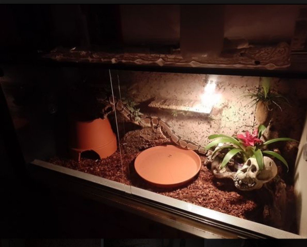 Königspython Regius mit Papiere nur komplett und Festpreis - Schlangen - Dormagen