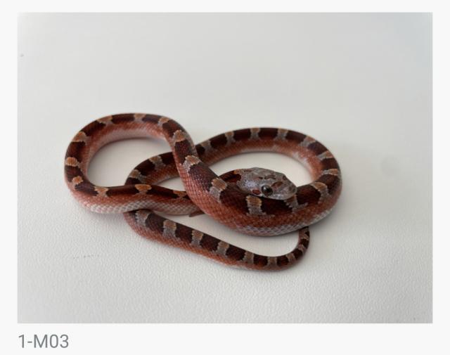 Bloodred Pied Sided het. Hypo Kornnattern Jungtiere Nachzuchten 2022 - Schlangen Natter - Magstadt