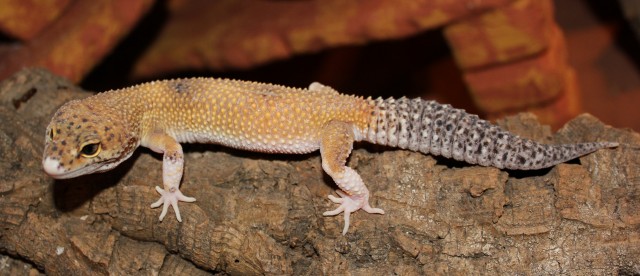 Leopardgeckos abzugeben in Hamburg - Gecko - Hamburg