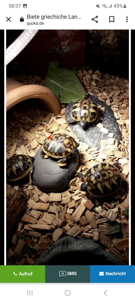 Griechische Landschildkröten Nachzucht 2023 Preis 80 Euro - Schildkroeten - Suhl