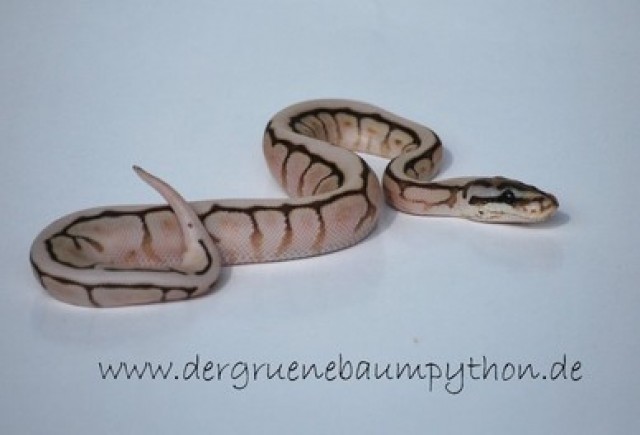 Python Regius NZ 2010 abzugeben - Schlangen Python - Stühlingen