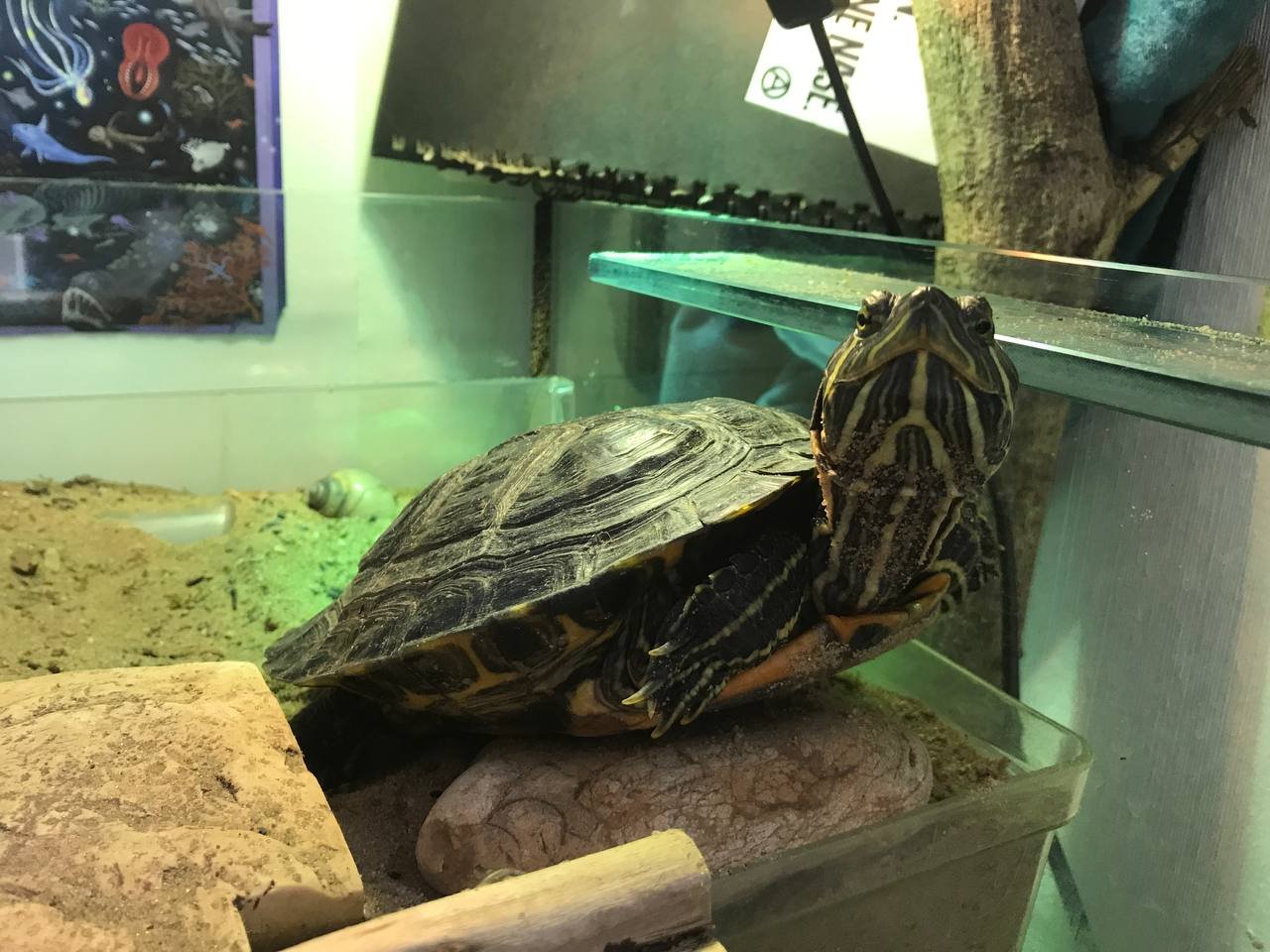 Neues Zuhause für Rotwangenschmuckschildkröte - Schildkroeten - Bremen