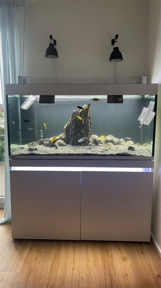 3 Wasserschildkröten, Aquarium, Technik und Zubehör - Schildkroeten - Jockgrim
